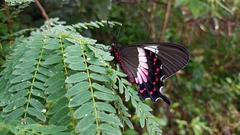 Parides ascanius