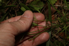 Glossocardia bidens