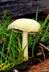 Stropharia ambigua