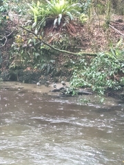 Hymenolaimus malacorhynchos