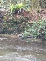 Hymenolaimus malacorhynchos