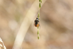 Acroceridae