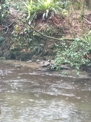 Hymenolaimus malacorhynchos