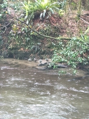 Hymenolaimus malacorhynchos