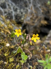 Oxalis spiralis