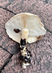 Agaricales