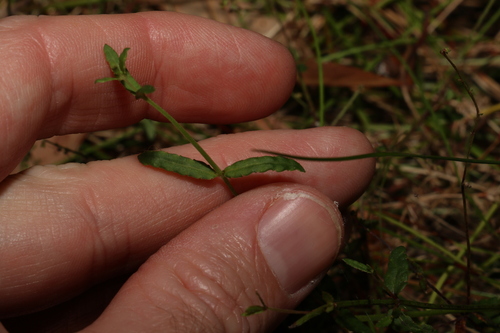Image of Gonocarpus chinensis by (c) Greg Tasney, some rights reserved (CC BY-SA)