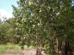 Melaleuca viridiflora