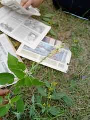 Croton ciliatoglandulifer