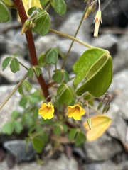 Oxalis spiralis