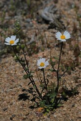 Layia glandulosa