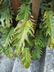 Thaumatophyllum xanadu