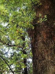 Peraxilla tetrapetala