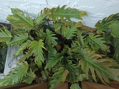 Thaumatophyllum xanadu