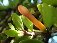 Peraxilla tetrapetala