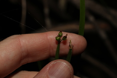 Tricoryne anceps