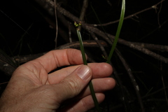 Tricoryne anceps