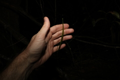 Tricoryne anceps