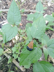Calopteron