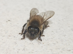 Apis mellifera