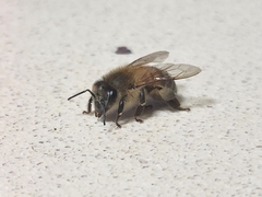 Apis mellifera