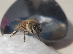 Apis mellifera