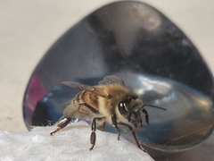 Apis mellifera