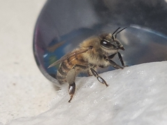 Apis mellifera