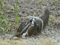 Myrmecophaga tridactyla