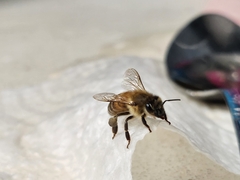 Apis mellifera
