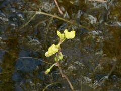Utricularia aurea