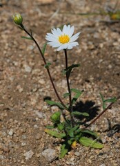 Layia glandulosa