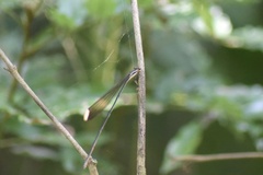 Mecistogaster ornata