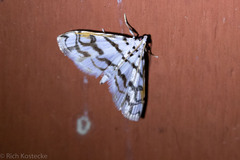 Neurophyseta