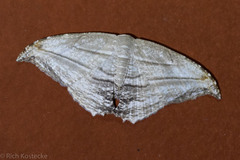 Morphomima fulvitacta