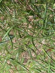 Stenotaphrum secundatum