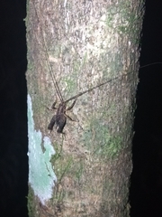 Macropathinae