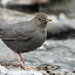 American Dipper - Photo (c) Jared Shorma, some rights reserved (CC BY), uploaded by Jared Shorma