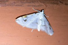 Neurophyseta