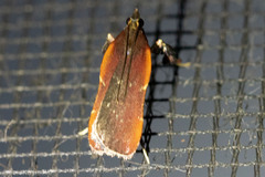 Galasa costalis