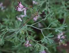 Fumaria vaillantii