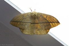 Lonomia electra