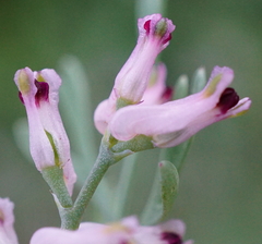 Fumaria vaillantii