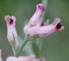 Fumaria vaillantii
