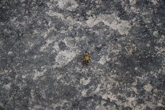 Chauliognathus fasciatus