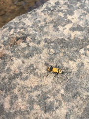 Chauliognathus fasciatus