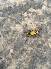 Chauliognathus fasciatus