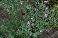 Fumaria vaillantii