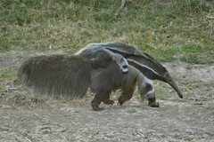 Myrmecophaga tridactyla