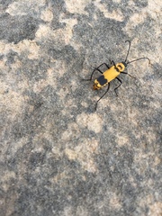 Chauliognathus fasciatus